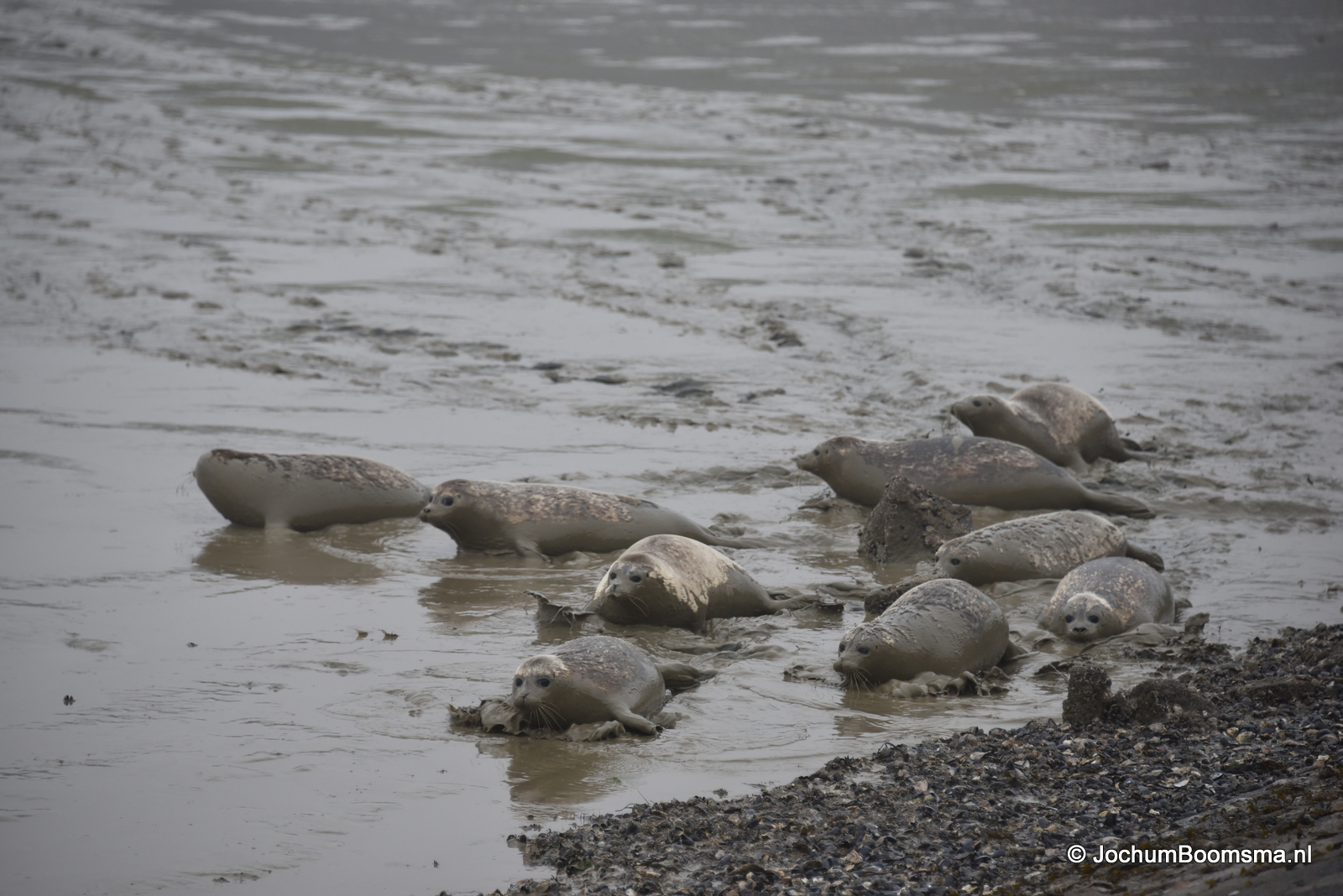 Vrijlaten zeehonden Waddenzee